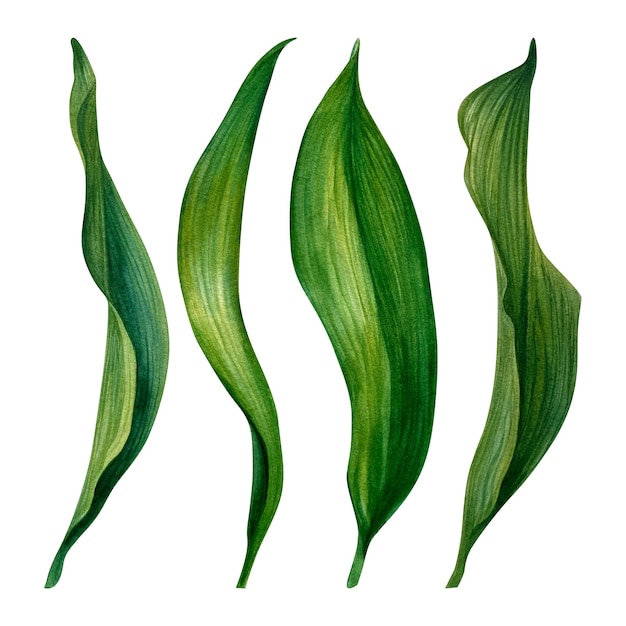 Ramas de aspidistra verde acuarela dibujadas a mano con hojas. Elementos aislados sobre un fondo blanco