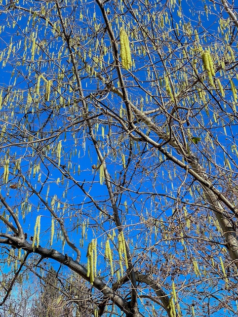 Foto las ramas de avellana en flor contra el cielo azul a principios de la primavera