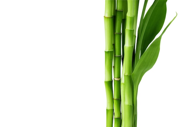 Ramas de bambú aisladas sobre fondo blanco Brotes de bambú con hojas de bambú para el diseño