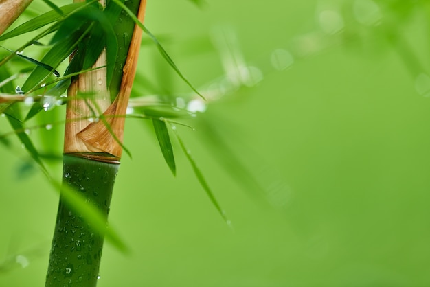Foto ramas de bambú de la naturaleza con gotas de lluvia y fondo borroso verde.