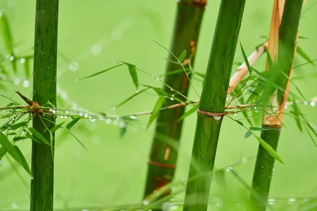 Ramas de bambú de la naturaleza con gotas de lluvia.