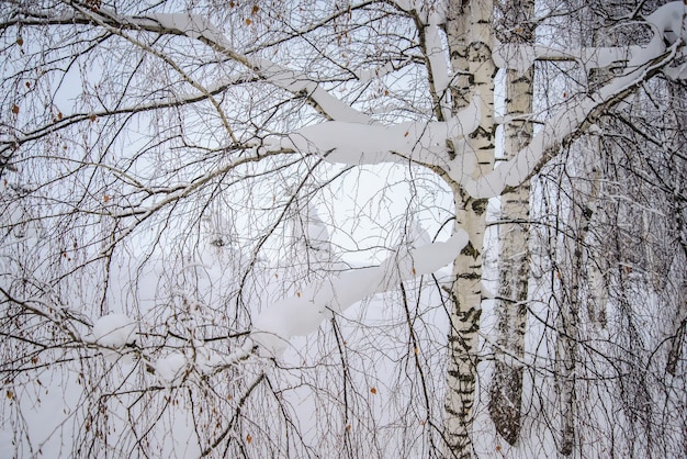 Las ramas blancas como la nieve de los abedules en el bosque de invierno