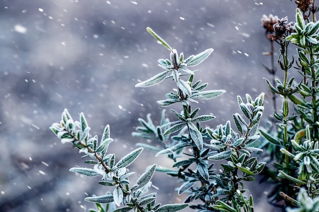 Ramas de boj verde en el jardín en invierno durante una nevada