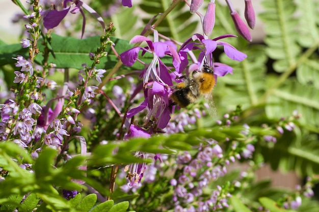 Ramas de brezo con finas flores púrpuras filigranadas soñadoras a la luz del sol