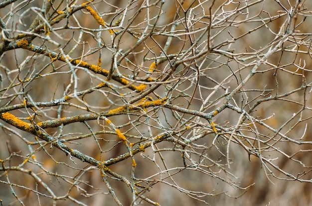 Ramas y brotes en un bosque de primavera, primer plano