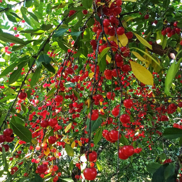 Foto ramas de cerezas maduras