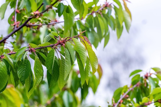 Ramas de cerezo dulce con hojas frescas jóvenes