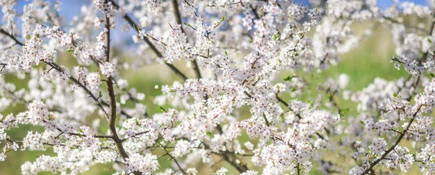 Ramas de cerezo en flor Fondo de primavera con flores blancas y vegetación