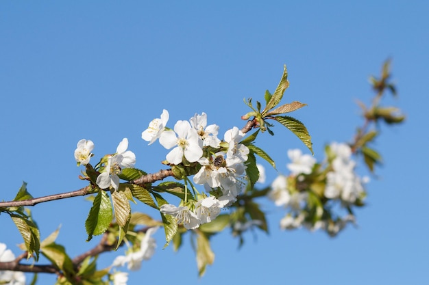 Ramas de cerezo en flor en un huerto de primavera con cielo azul en el fondo.