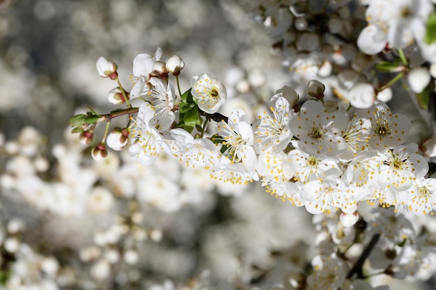 Foto ramas de cerezo en flor macro con pequeñas flores blancas