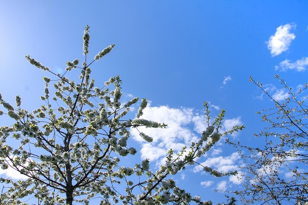 Ramas de cerezo en flor