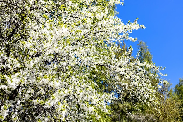 Ramas de cerezo floreciente blanco en el parque