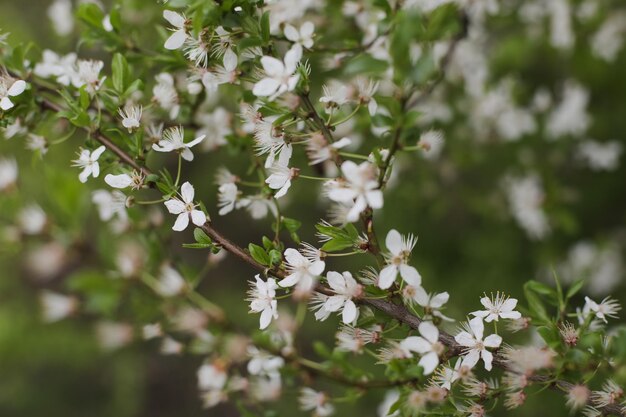 Ramas de cerezo floreciente con enfoque suave Hermosa imagen floral de la naturaleza primaveral