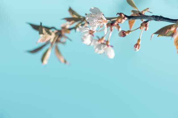 Ramas de cerezo con flores blancas en los árboles en primavera