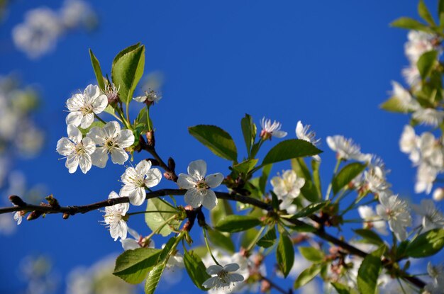 Ramas de un cerezo de flores blancas en el jardín