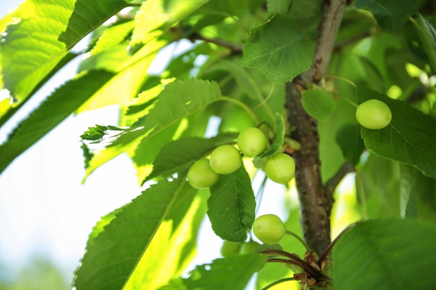 Ramas de cerezo verde en el jardín en un día soleado