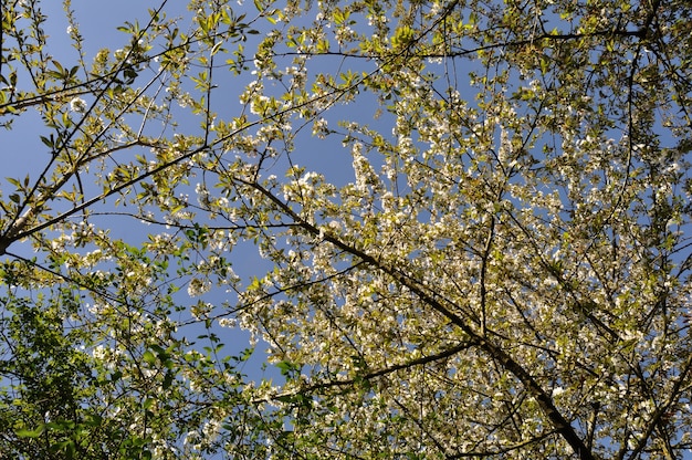 Ramas de los cerezos en flor en Normandía