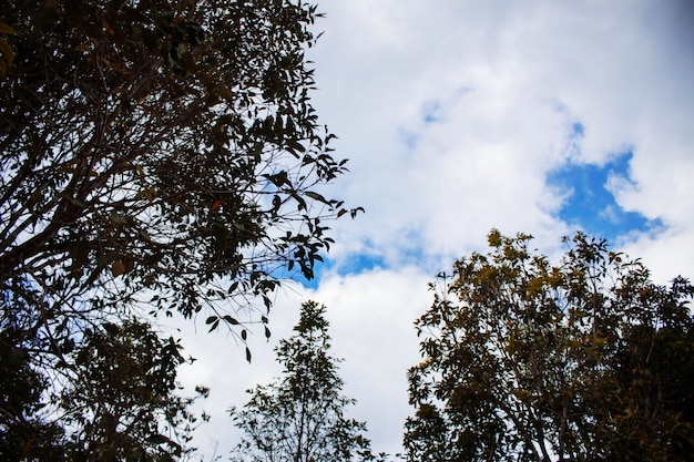 ramas con el cielo