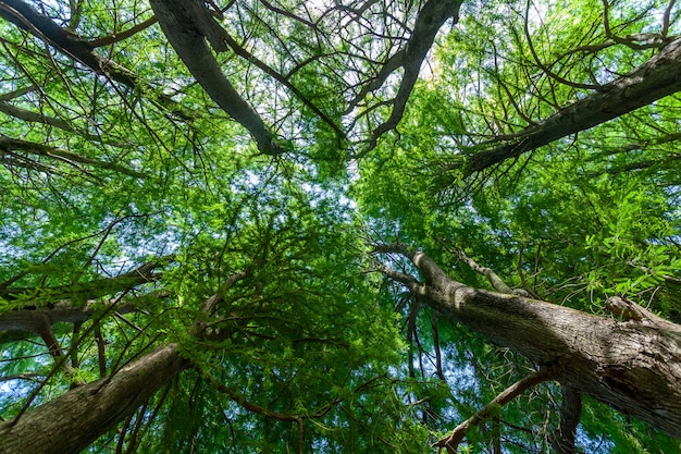 Ramas de ciprés de pantano hacia el cielo, naturaleza