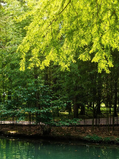 Ramas de ciprés de pantano Taxodium sobre un estanque en un arboreto