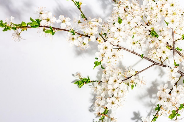 Ramas de ciruelo de cerezo en flor aisladas sobre fondo blanco Tarjeta de felicitación festiva