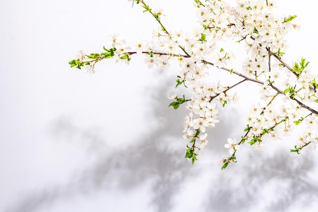 Ramas de ciruelo de cerezo en flor aisladas sobre fondo blanco Tarjeta de felicitación festiva