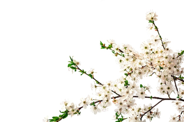 Ramas de ciruelo de cerezo en flor aisladas sobre fondo blanco Tarjeta de felicitación festiva