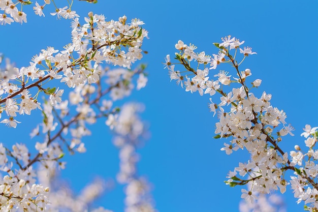 Ramas de un ciruelo floreciente contra el cielo azul. fondo natural de primavera