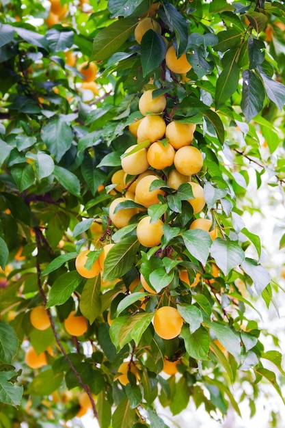 Las ramas de los ciruelos están densamente sembradas de frutos amarillos maduros en el huerto.