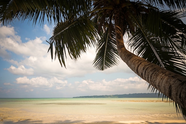 Ramas de cocoteros bajo un cielo azul. Vista desde debajo de las palmeras en el mar. hermoso paisaje tropical. Islas Andaman y Nicobar