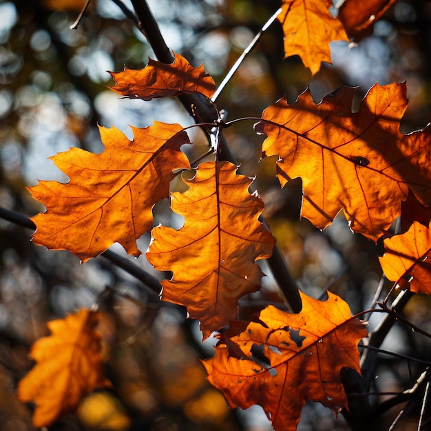 ramas de colores