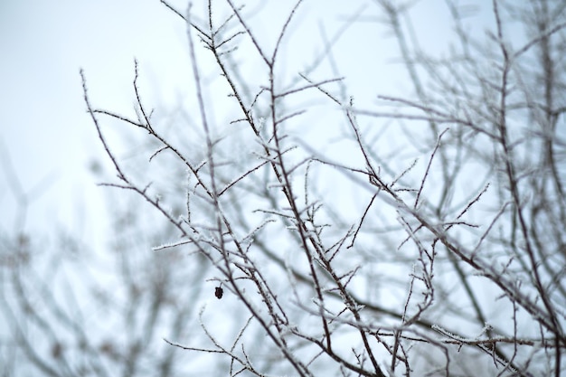 Ramas congeladas en invierno frío