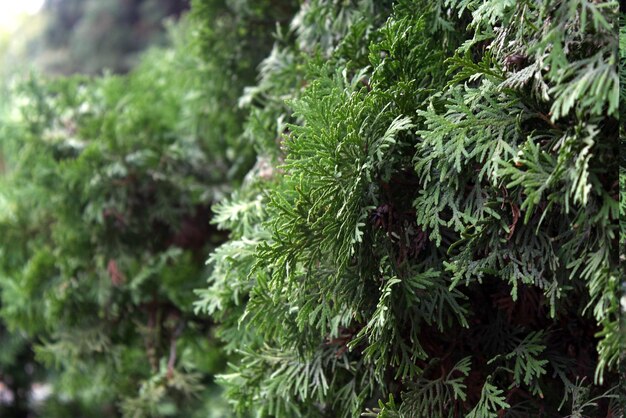 Ramas de coníferas en el bosque.