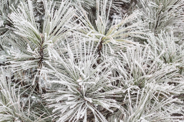 Ramas de coníferas cubiertas de escarcha en invierno