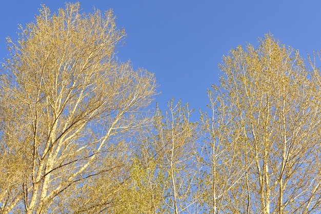 Ramas contra el cielo azul