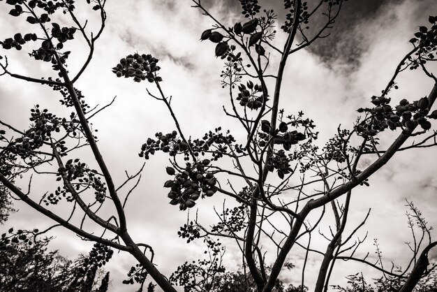 Ramas contra el cielo en blanco y negro