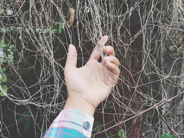 Foto ramas cortadas que tocan con la mano