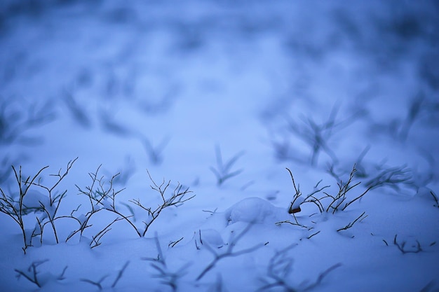 Ramas cubiertas con escarcha fondo abstracto vista de diciembre de invierno