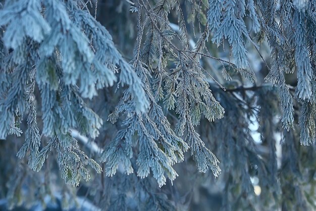 Ramas cubiertas con fondo de escarcha, paisaje abstracto nieve invierno naturaleza helada