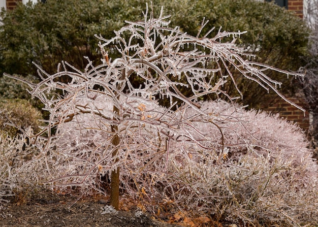 Las ramas cubiertas de hielo comienzan a derretirse en carámbanos