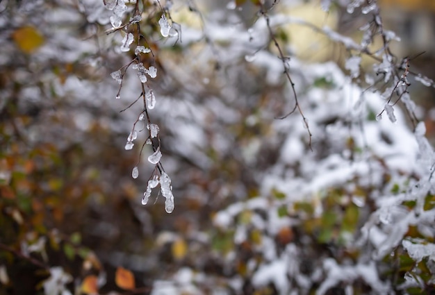 Ramas cubiertas de hielo