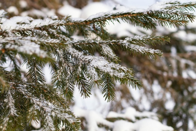 Foto ramas cubiertas de nieve de abeto día de invierno primer plano