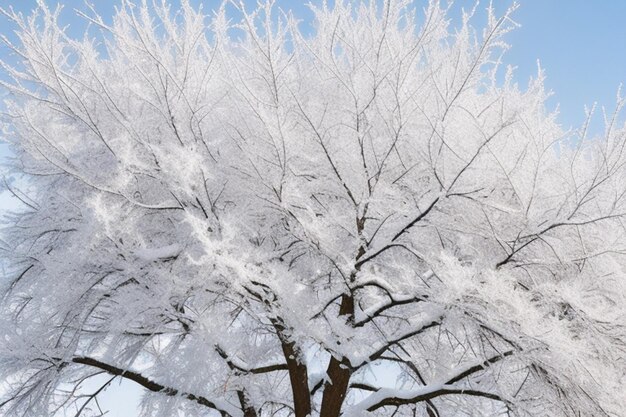 Las ramas cubiertas de nieve de un árbol en blanco