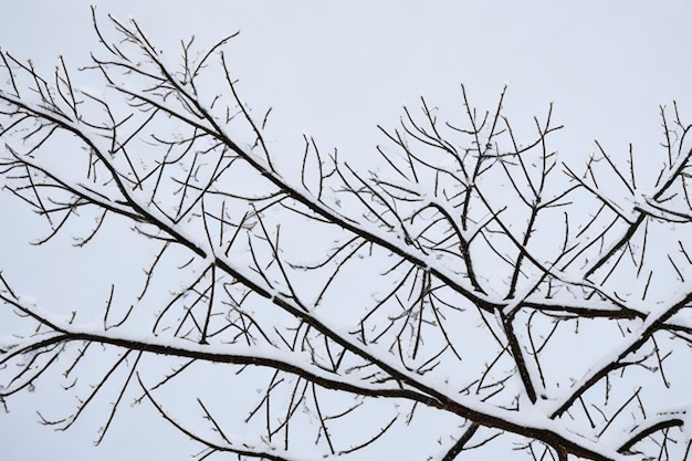 Las ramas cubiertas de nieve de un árbol en blanco