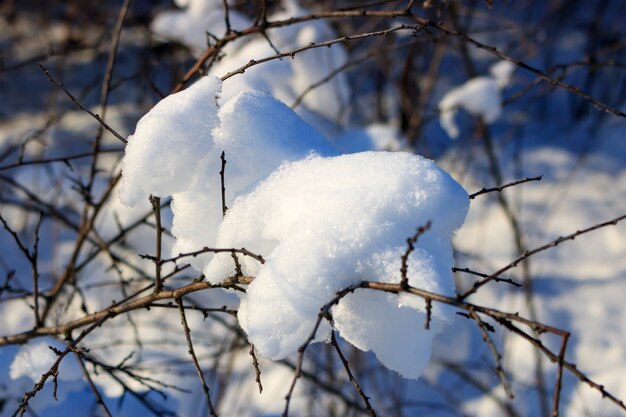 Ramas cubiertas de nieve de arbusto en el soleado día de invierno