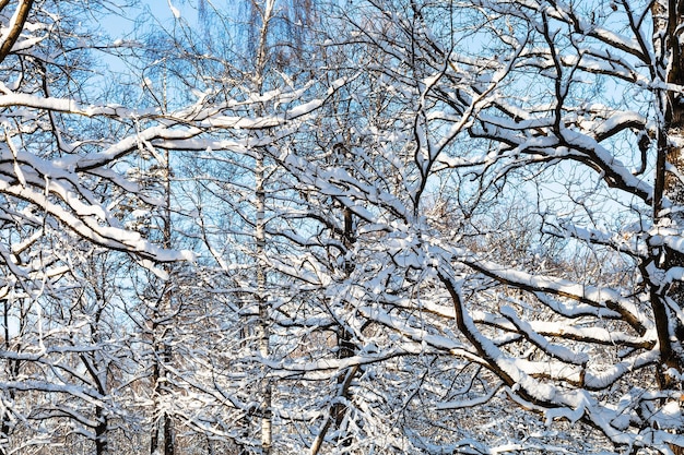 Ramas cubiertas de nieve en un día soleado de invierno