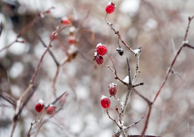 Ramas cubiertas de nieve con frutos rojos