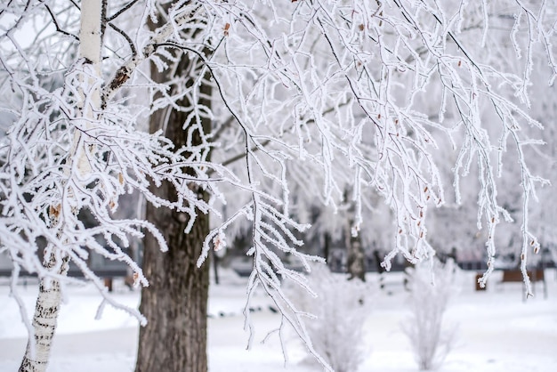 Ramas cubiertas de nieve en el parque de invierno