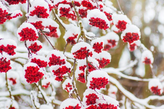 Ramas cubiertas de nieve de serbal con frutos rojos en invierno