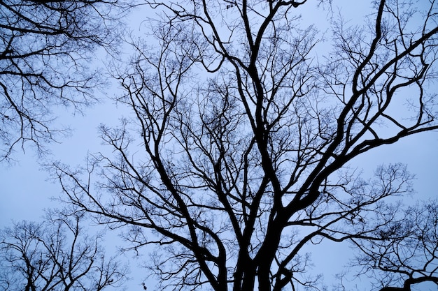 Ramas desnudas del árbol contra el cielo azul de cerca. Concepto ambiental.
